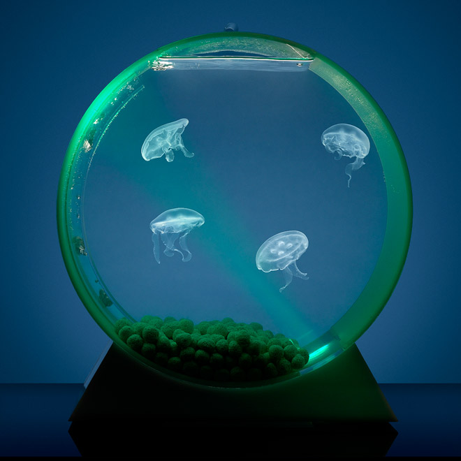akvárium pro medúzy
